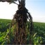 Earthsoils Roots