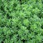 Healthy Alfalfa