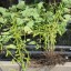 Soybeans and Root Nodulation