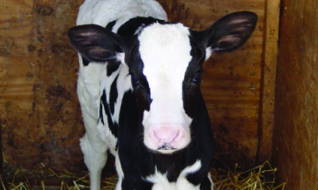 cropped-dairy4.jpg