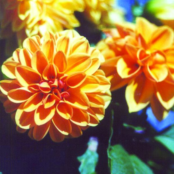 cropped-flower9.jpg